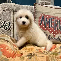 Ruthie F1 - Alfredo, a female Australian Shepherd and Great Pyrenees for sale in Lynchburg, VA – Photo 7 of 9