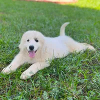 Ruthie F1 - Alfredo, a female Australian Shepherd and Great Pyrenees for sale in Lynchburg, VA – Photo 3 of 9