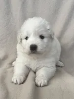 processed/462f3d09-0f96-4797-8734-057138279c53/listing/386e543f-69cc-43d9-857e-14b93d70a457/14da0313-f9d4-448b-8c12-1b585c154e76