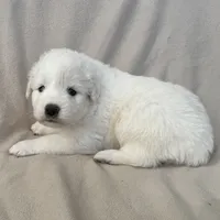 Coco, a female Australian Shepherd and Great Pyrenees for sale in Lynchburg, VA – Photo 2 of 4