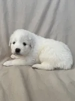 processed/462f3d09-0f96-4797-8734-057138279c53/listing/386e543f-69cc-43d9-857e-14b93d70a457/8e83d9b7-12ca-4a23-9425-9e6a99a83f0b