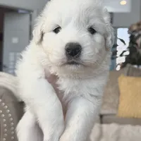 Coco, a female Australian Shepherd and Great Pyrenees for sale in Lynchburg, VA – Photo 3 of 4