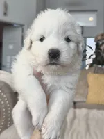 processed/462f3d09-0f96-4797-8734-057138279c53/listing/386e543f-69cc-43d9-857e-14b93d70a457/b6c6ecab-0fcd-42b5-aa6f-4f0683e98b5c