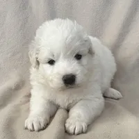 Coco, a female Australian Shepherd and Great Pyrenees for sale in Lynchburg, VA – Photo 1 of 4