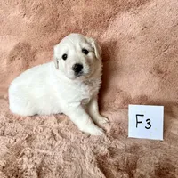 Debra, a female Australian Shepherd and Great Pyrenees for sale in Lynchburg, VA – Photo 8 of 8