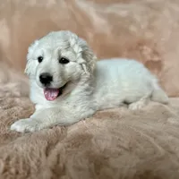 Debra, a female Australian Shepherd and Great Pyrenees for sale in Lynchburg, VA – Photo 5 of 8