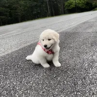 Debra, a female Australian Shepherd and Great Pyrenees for sale in Lynchburg, VA – Photo 6 of 8