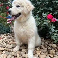 Debra, a female Australian Shepherd and Great Pyrenees for sale in Lynchburg, VA – Photo 2 of 8