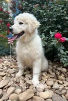 processed/462f3d09-0f96-4797-8734-057138279c53/listing/3b493ad6-d104-42cd-a25f-af3591fbdbe8/393e2f3d-2774-43d8-aaa1-325539cbcba4