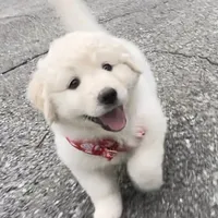 Debra, a female Australian Shepherd and Great Pyrenees for sale in Lynchburg, VA – Photo 1 of 8