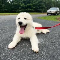 Debra, a female Australian Shepherd and Great Pyrenees for sale in Lynchburg, VA – Photo 4 of 8