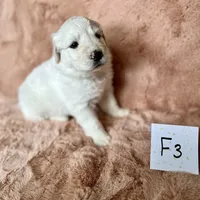 Debra, a female Australian Shepherd and Great Pyrenees for sale in Lynchburg, VA – Photo 7 of 8