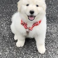 Debra, a female Australian Shepherd and Great Pyrenees for sale in Lynchburg, VA – Photo 3 of 8