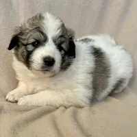 Naya, a female Australian Shepherd and Great Pyrenees for sale in Lynchburg, VA – Photo 1 of 3
