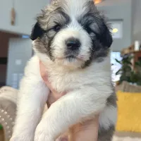 Naya, a female Australian Shepherd and Great Pyrenees for sale in Lynchburg, VA – Photo 3 of 3