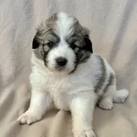 Naya, a female Australian Shepherd and Great Pyrenees for sale in Lynchburg, VA – Photo 2 of 3