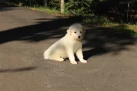Benji, a male Australian Shepherd and Great Pyrenees for sale in Lynchburg, VA – 3 of 8