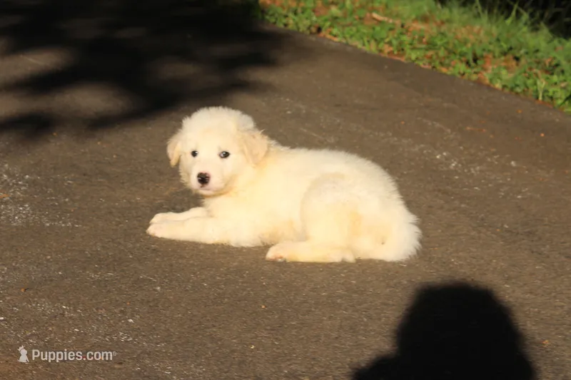 Benji – Australian Shepherd, Great Pyrenees puppy for sale in Lynchburg, VA