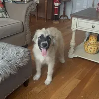 Rosie, a female German Shepherd Dog and Great Pyrenees for sale in Lynchburg, VA – Photo 5 of 10