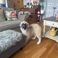Rosie, a female German Shepherd Dog and Great Pyrenees for sale in Lynchburg, VA – Photo 1 of 10