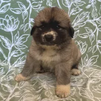 Rosie, a female German Shepherd Dog and Great Pyrenees for sale in Lynchburg, VA – Photo 9 of 10