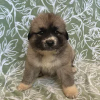 Rosie, a female German Shepherd Dog and Great Pyrenees for sale in Lynchburg, VA – Photo 8 of 10