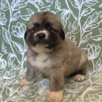Rosie, a female German Shepherd Dog and Great Pyrenees for sale in Lynchburg, VA – Photo 10 of 10