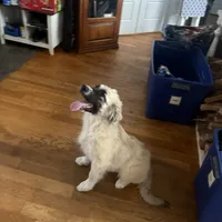 Rosie, a female German Shepherd Dog and Great Pyrenees for sale in Lynchburg, VA – Photo 4 of 10