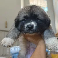 Rosie, a female German Shepherd Dog and Great Pyrenees for sale in Lynchburg, VA – Photo 7 of 10