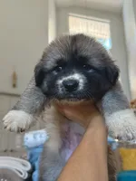 processed/462f3d09-0f96-4797-8734-057138279c53/listing/48ce84ac-7d55-4fdc-8cb4-cf1240867af0/a543689a-28c1-4ee4-be45-b579bb17ba53