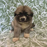 Rosie, a female German Shepherd Dog and Great Pyrenees for sale in Lynchburg, VA – Photo 6 of 10