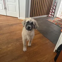 Rosie, a female German Shepherd Dog and Great Pyrenees for sale in Lynchburg, VA – Photo 3 of 10