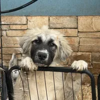 Rosie, a female German Shepherd Dog and Great Pyrenees for sale in Lynchburg, VA – Photo 2 of 10