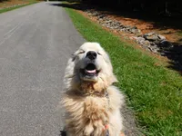 Moses, a male Great Pyrenees for sale in Lynchburg, VA – 3 of 6