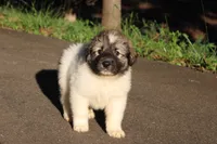 Tucker, a male Australian Shepherd and Great Pyrenees for sale in Lynchburg, VA – 2 of 6