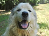 Moses, a male Great Pyrenees for sale in Lynchburg, VA – 1 of 6