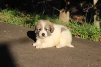 Samson, a male Australian Shepherd and Great Pyrenees for sale in Lynchburg, VA – 3 of 6