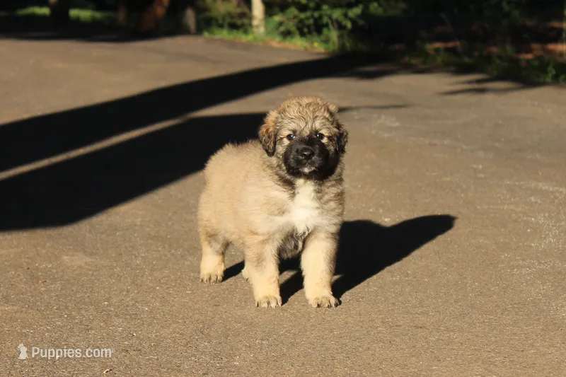 Kodiak – Australian Shepherd, Great Pyrenees puppy for sale in Lynchburg, VA