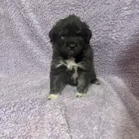 Mochi-F3 Christmas, a female Australian Shepherd and Great Pyrenees for sale in Lynchburg, VA – Photo 7 of 10