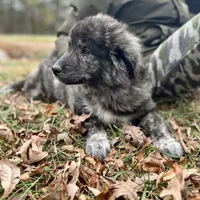 Mochi-F3 Christmas, a female Australian Shepherd and Great Pyrenees for sale in Lynchburg, VA – Photo 2 of 10