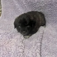 Mochi-F3 Christmas, a female Australian Shepherd and Great Pyrenees for sale in Lynchburg, VA – Photo 8 of 10