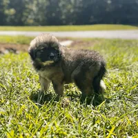 Mochi-F3 Christmas, a female Australian Shepherd and Great Pyrenees for sale in Lynchburg, VA – Photo 4 of 10