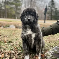 Mochi-F3 Christmas, a female Australian Shepherd and Great Pyrenees for sale in Lynchburg, VA – Photo 1 of 10