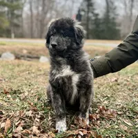 Mochi-F3 Christmas, a female Australian Shepherd and Great Pyrenees for sale in Lynchburg, VA – Photo 3 of 10