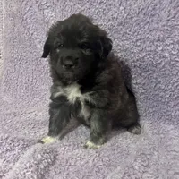 Mochi-F3 Christmas, a female Australian Shepherd and Great Pyrenees for sale in Lynchburg, VA – Photo 6 of 10