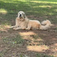 Mochi-F3 Christmas, a female Australian Shepherd and Great Pyrenees for sale in Lynchburg, VA – Photo 9 of 10