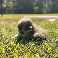Mochi-F3 Christmas, a female Australian Shepherd and Great Pyrenees for sale in Lynchburg, VA – Photo 5 of 10