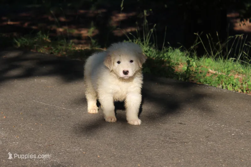 Gideon – Australian Shepherd, Great Pyrenees puppy for sale in Lynchburg, VA