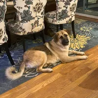 Jonah M3, a male German Shepherd Dog and Great Pyrenees for sale in Lynchburg, VA – Photo 9 of 9