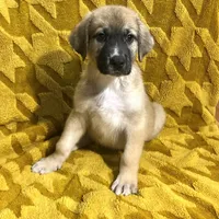 Jonah M3, a male German Shepherd Dog and Great Pyrenees for sale in Lynchburg, VA – Photo 6 of 9